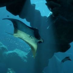 Videojuego - Playstation VR Worlds - PS4 - NUEVO